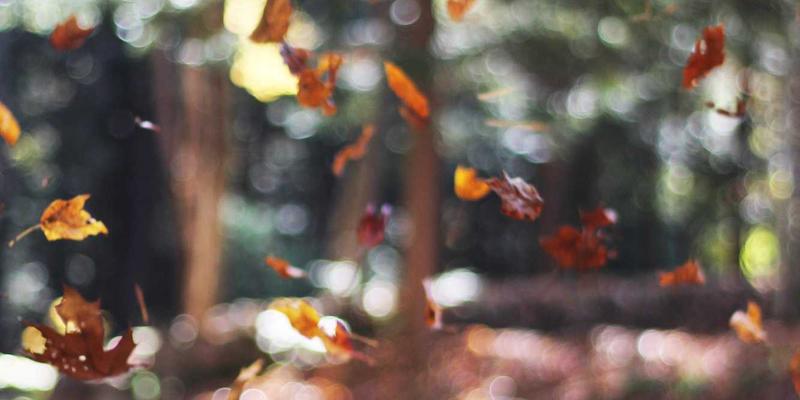 成都美容新风尚：在休闲之都邂逅专业与美学